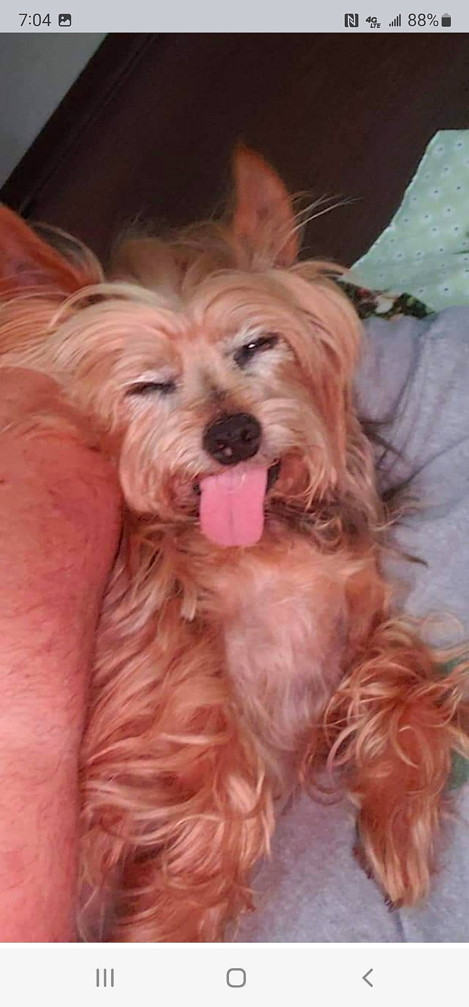 Binky Boo is registered to the contest to win money with this photo: canidae, carnivore, companion_dog, dog, dog_breed, ear, fashion_accessory, fawn, fur, liver, peach, small_terrier, sporting_group, terrier, toy_dog, water_dog, working_animal, yorkipoo