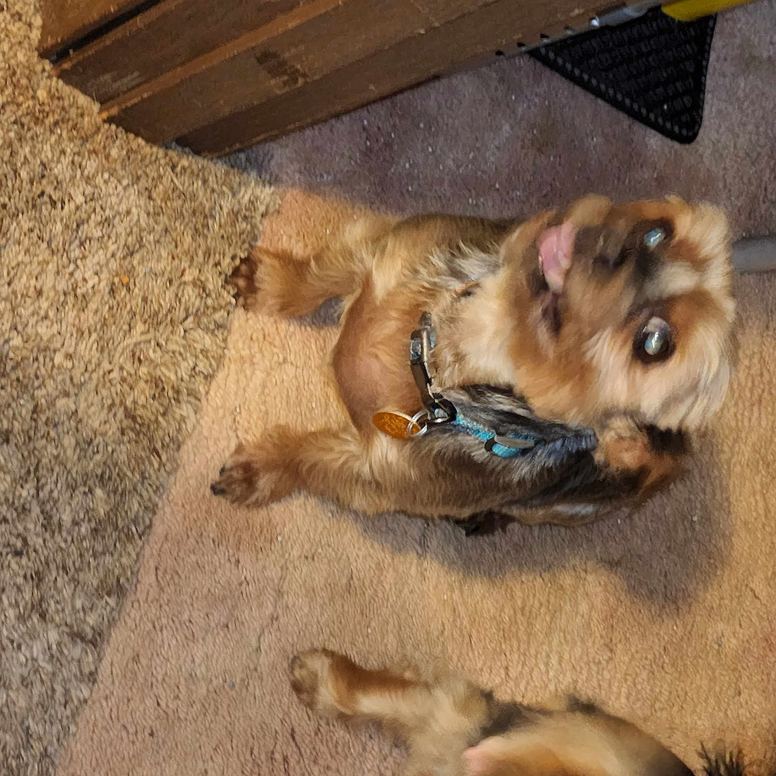 Gunnar Roo