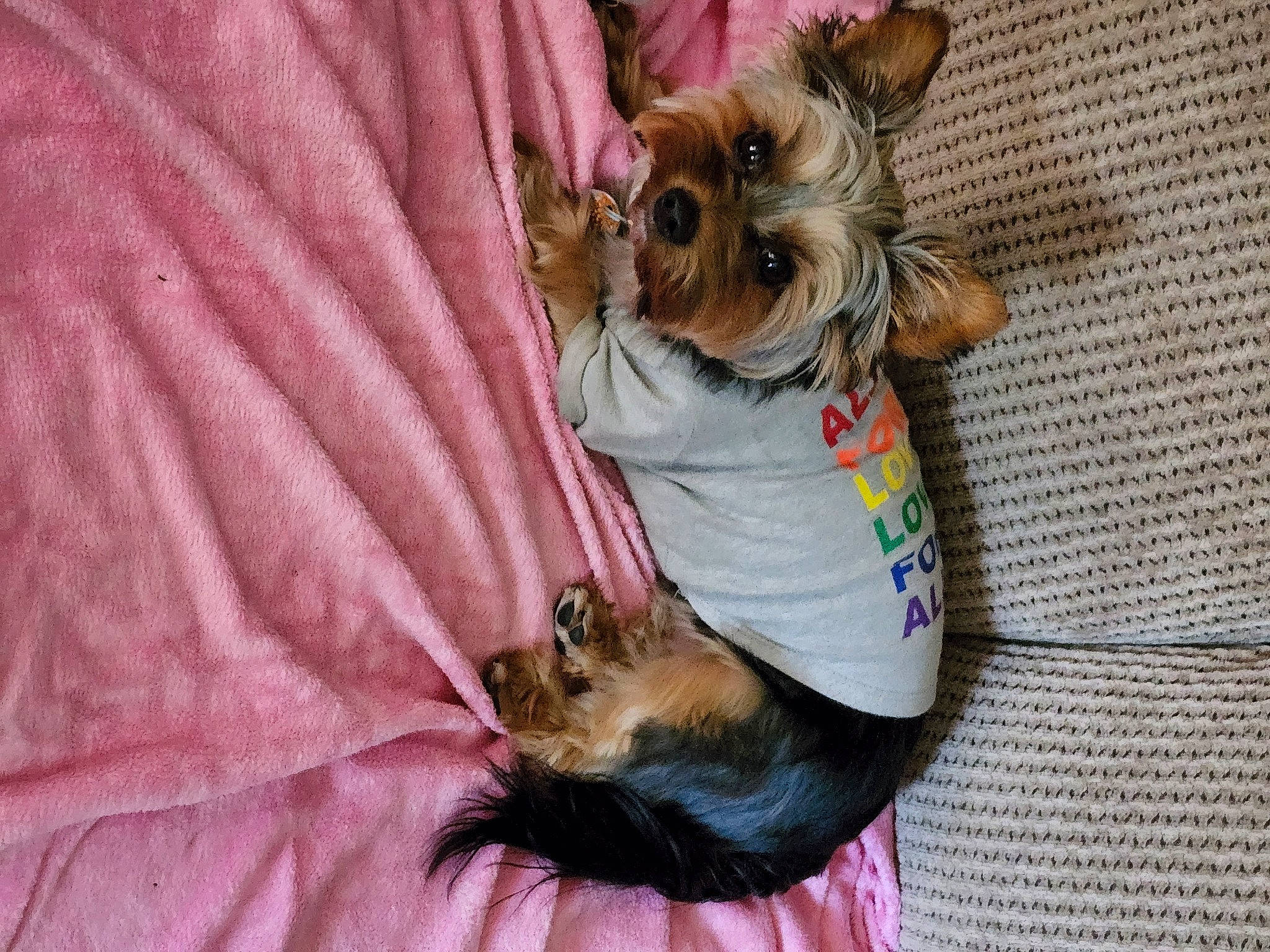 Gizzie Grace joined the competition — help win amazing prizes! canidae, carnivore, companion_dog, dog, dog_breed, dog_clothes, dog_supply, fawn, fur, liver, paw, pet_supply, puppy, puppy_love, small_terrier, snout, sporting_group, terrier, toy_dog, working_animal