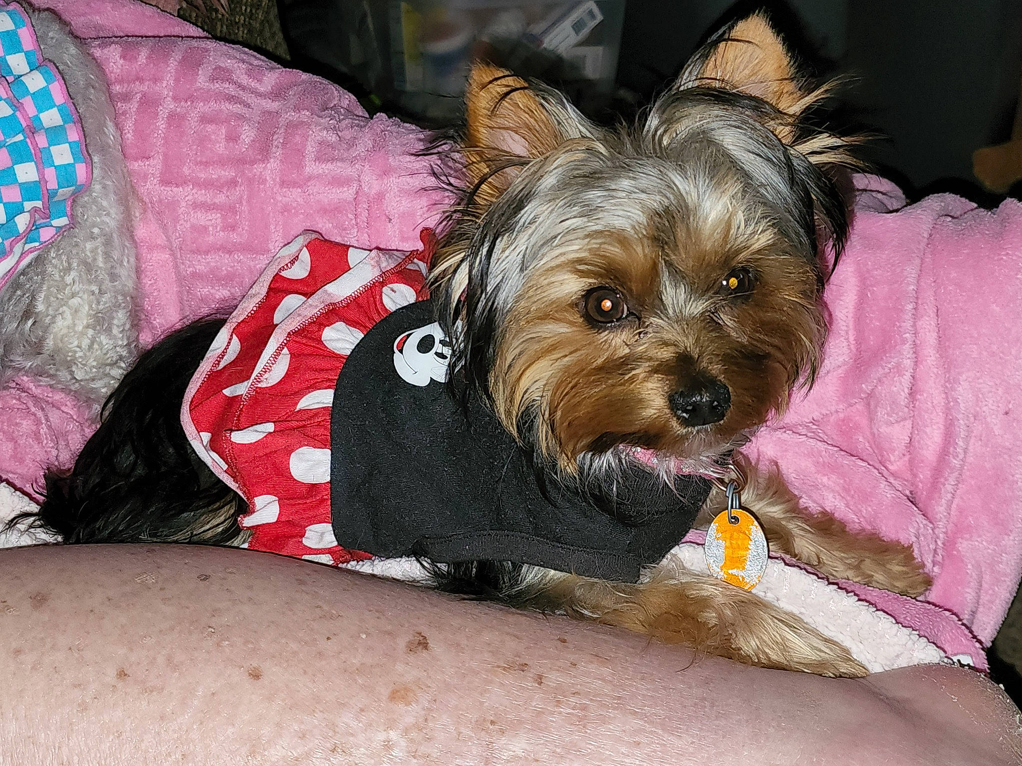 Gizzie Grace is registered to the contest to win money with this photo: canidae, carnivore, collar, companion_dog, dog, dog_breed, dog_clothes, dog_supply, fashion_accessory, fawn, fur, liver, pet_supply, small_terrier, snout, sporting_group, terrier, toy_dog, working_animal, yorkshire_terrier