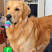 Vicco a rejoint le concours — aidez-le/la à gagner de superbes lots ! animal, bottle, box, brown, chew_toy, dog, ears, floor, fur, golden_retriever, household, indoor, leash, looking, muzzle, pet, shelf, standing, tile_floor, toy