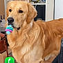 animal, bottle, box, brown, chew_toy, dog, ears, floor, fur, golden_retriever, household, indoor, leash, looking, muzzle, pet, shelf, standing, tile_floor, toy