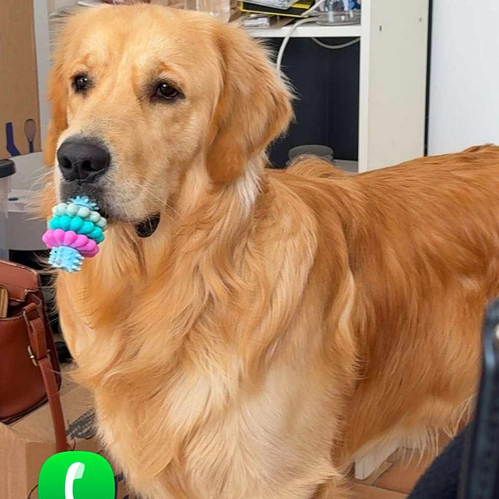 Vicco a rejoint le concours — aidez-le/la à gagner de superbes lots ! animal, bottle, box, brown, chew_toy, dog, ears, floor, fur, golden_retriever, household, indoor, leash, looking, muzzle, pet, shelf, standing, tile_floor, toy