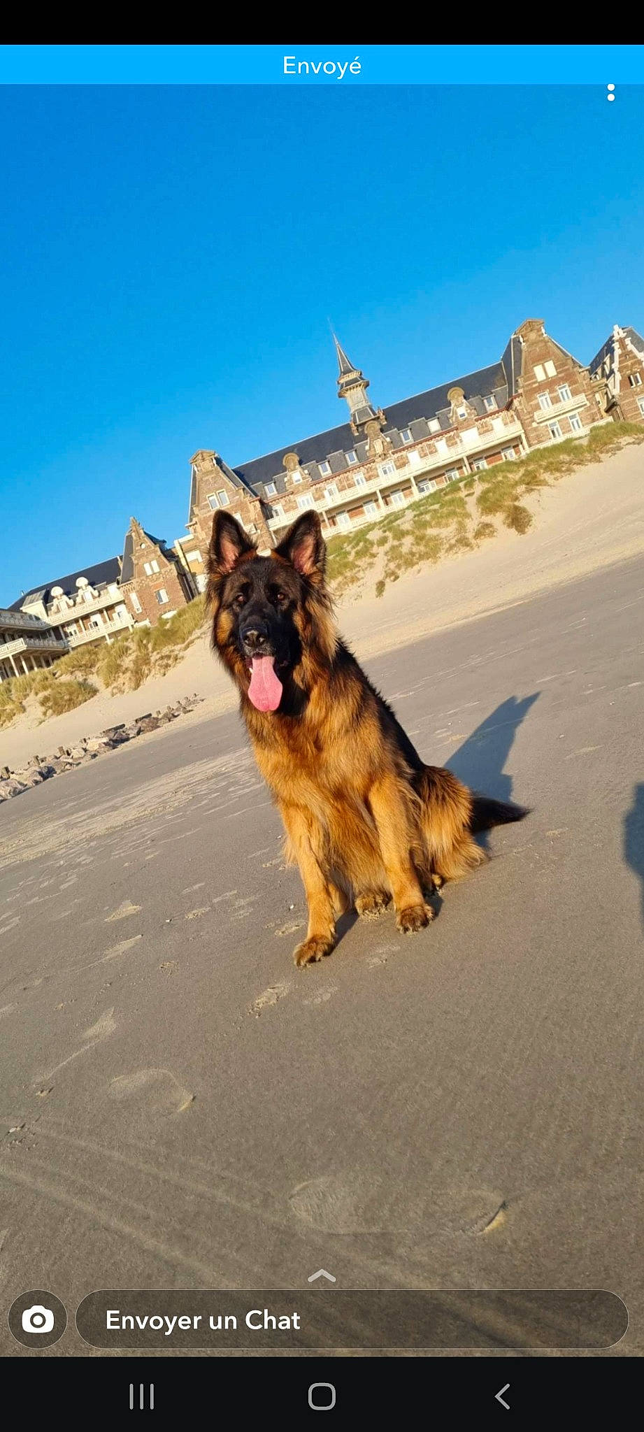 Pooka a rejoint le concours — aidez-le/la à gagner de superbes lots ! asphalt, building, carnivore, companion_dog, dog, dog_breed, fawn, german_shepherd_dog, herding_dog, king_shepherd, leash, mammal, old_german_shepherd_dog, road, road_surface, sky, snout, sporting_group, travel, tree