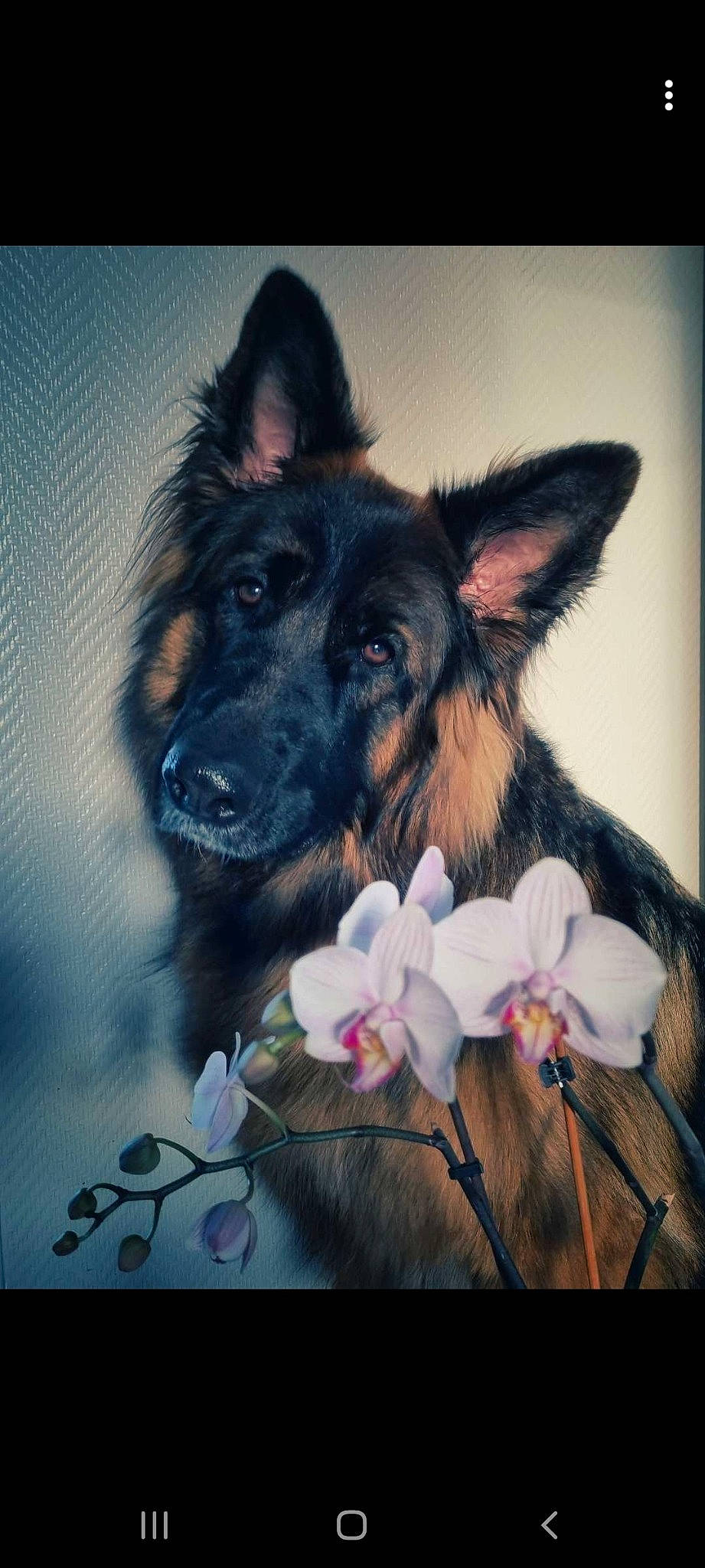 Pooka a rejoint le concours — aidez-le/la à gagner de superbes lots ! art, canidae, carnivore, companion_dog, dog, dog_breed, ear, flower, fur, happy, herding_dog, houseplant, jaw, paw, petal, plant, snout, sporting_group, whiskers, working_dog