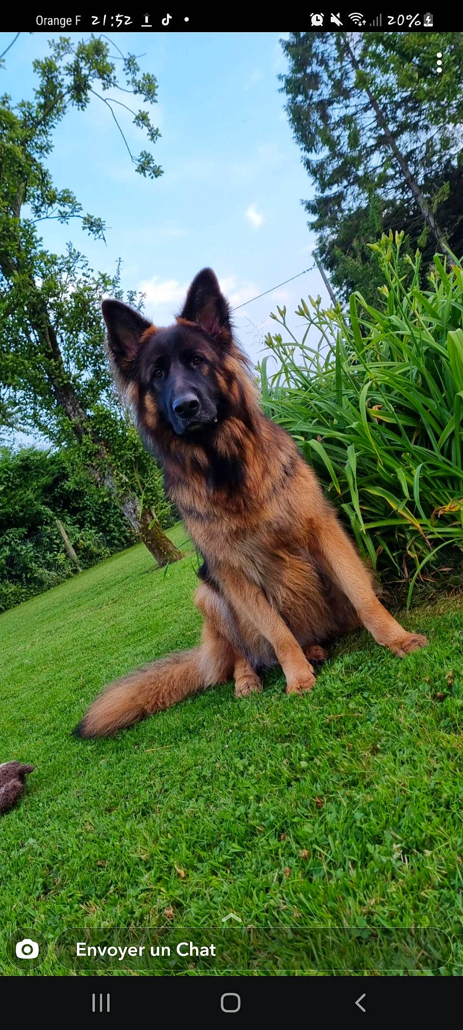 Pooka a rejoint le concours — aidez-le/la à gagner de superbes lots ! art, canidae, carnivore, cloud, companion_dog, dog, dog_breed, east_european_shepherd, fawn, german_shepherd_dog, grass, guard_dog, herding_dog, old_german_shepherd_dog, plant, sky, snout, sporting_group, tree, working_dog