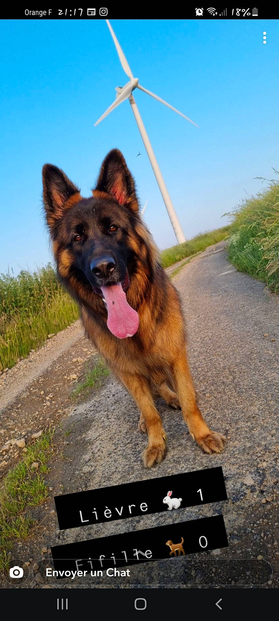 Pooka participe au concours pour gagner de l'argent avec cette photo : asphalt, canidae, carnivore, collar, companion_dog, dog, dog_breed, fawn, german_shepherd_dog, grass, herding_dog, king_shepherd, old_german_shepherd_dog, plant, road, road_surface, sky, snout, sporting_group, working_animal