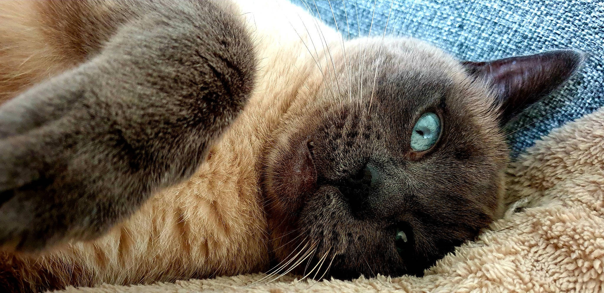 Gribouille participe au concours pour gagner de l'argent avec cette photo : balinese, carnivore, cat, claw, comfort, domestic_short_haired_cat, fawn, felidae, fur, nap, paw, siamese, small_to_medium_sized_cats, snout, terrestrial_animal, whiskers, wildlife, wrinkle