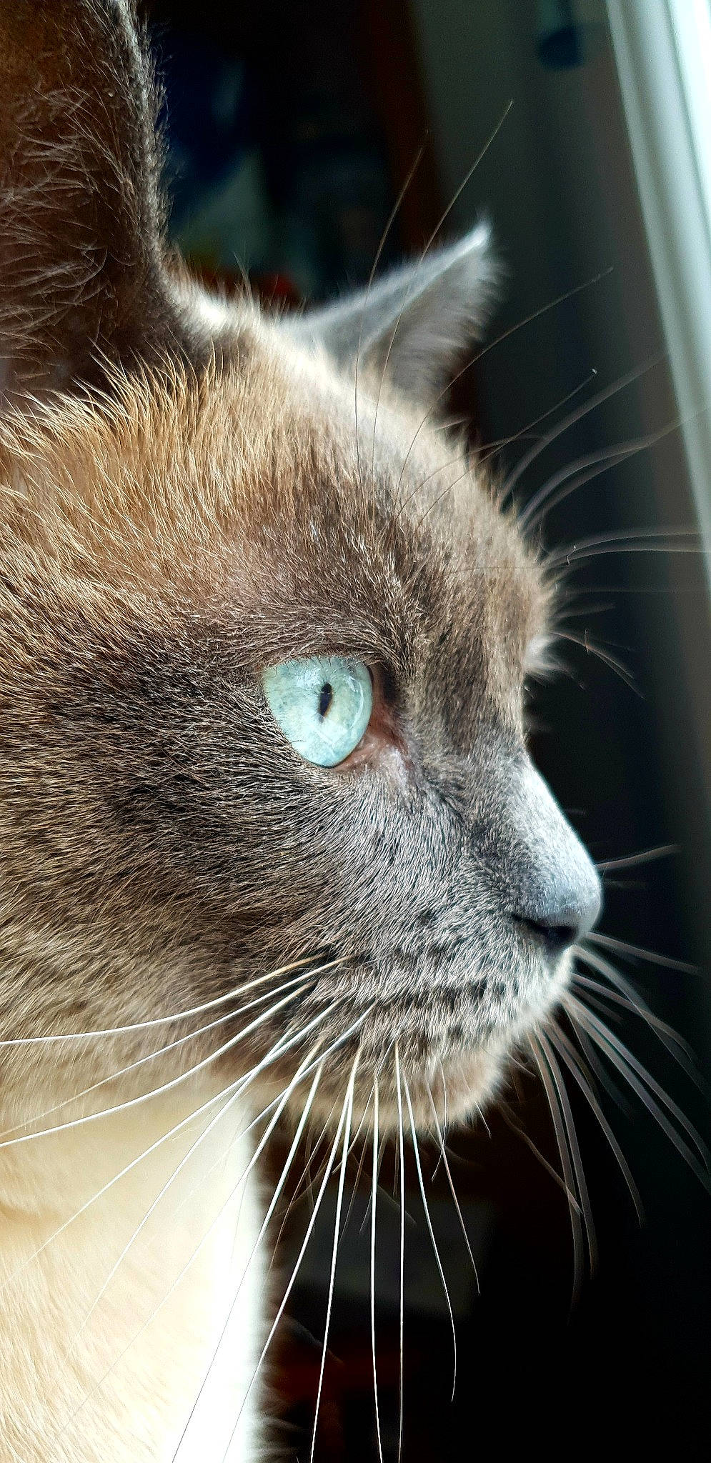 Gribouille a rejoint le concours — aidez-le/la à gagner de superbes lots ! carnivore, cat, close_up, domestic_short_haired_cat, felidae, fur, hair, head, human_body, photography, small_to_medium_sized_cats, snout, terrestrial_animal, whiskers, wildlife