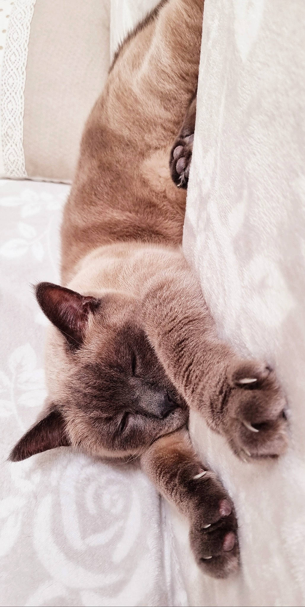 Gribouille participe au concours pour gagner de l'argent avec cette photo : carnivore, cat, claw, comfort, domestic_short_haired_cat, fawn, felidae, fur, grey, linens, nap, paw, siamese, sleep, small_to_medium_sized_cats, snout, tail, textile, whiskers