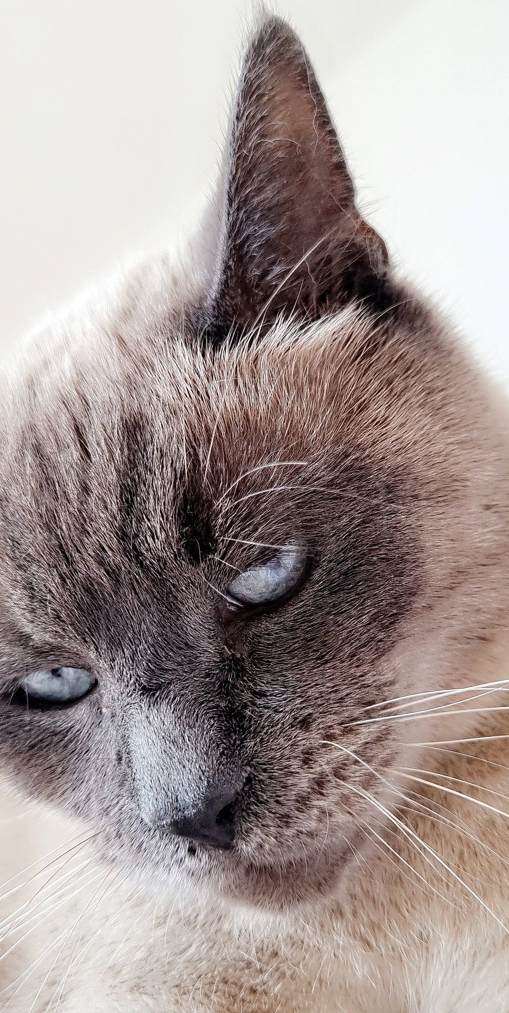 Gribouille participe au concours pour gagner de l'argent avec cette photo : carnivore, cat, close_up, comfort, domestic_short_haired_cat, felidae, fur, photography, small_to_medium_sized_cats, snout, terrestrial_animal, whiskers