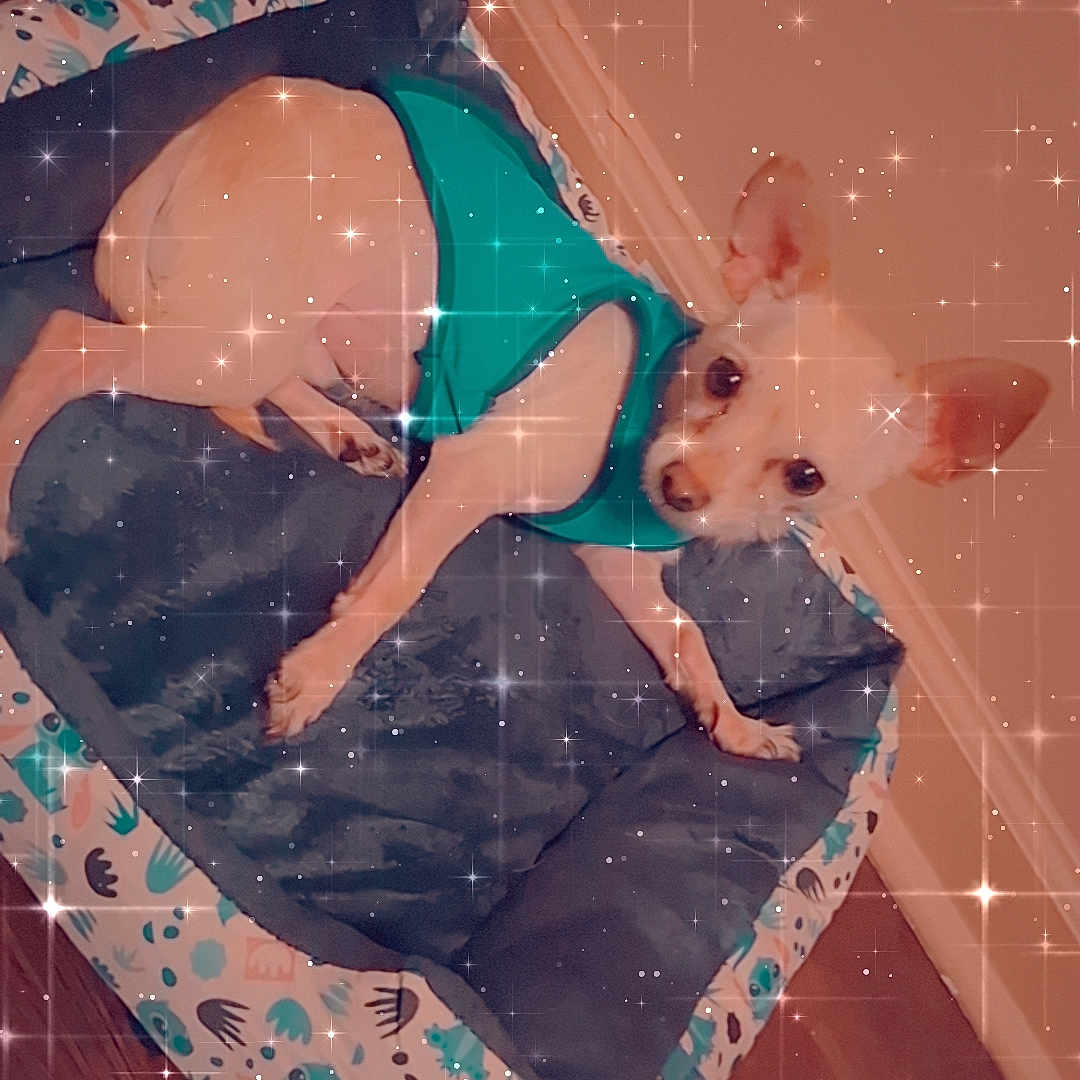 Ace joined the competition — help win amazing prizes! animal, cozy, cushion, cute, dog, dog_bed, ears, eyes, floor, fur, home, indoor, patterned_bed, pet, relaxed, resting, small_dog, sparkle_effect, teal_shirt, wood_floor