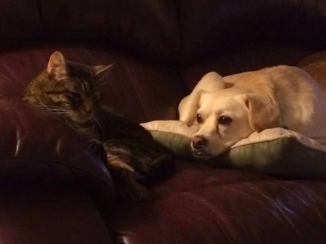 Fleury is registered to the contest to win money with this photo: carnivore, cat, comfort, companion_dog, couch, darkness, dog, dog_breed, fawn, felidae, fur, paw, retriever, snout, sporting_group, tail, tree, vertebrate, whiskers, working_animal