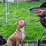 dog, pitbull, canine, pet, backyard, grass, lawn, grill, barbecue, bbq, plate, human_hand, wooden_deck, sitting, attentive, looking_up, fence, tree, outdoor, watermark