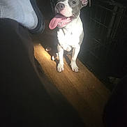 Zeus is registered to the contest to win money with this photo: animal, cage, companion, crate, dog, domestic, floor, happy, indoor, light_spot, person_leg, pet, seated, shadow, shoe, smiling, sock, tongue_out, white_and_gray, wooden_floor