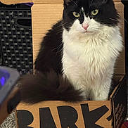 Skeeter joined the competition — help win amazing prizes! cat, black_and_white, fluffy, cardboard_box, indoor, pet, feline, box, sitting, green_eyes, curious, carpet, close_up, whiskers, tail, fur, cute, animal, domestic_cat, relaxed