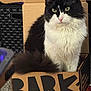 cat, black_and_white, fluffy, cardboard_box, indoor, pet, feline, box, sitting, green_eyes, curious, carpet, close_up, whiskers, tail, fur, cute, animal, domestic_cat, relaxed