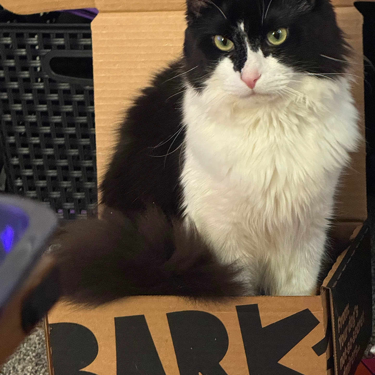 Skeeter joined the competition — help win amazing prizes! animal, black_and_white, box, cardboard_box, carpet, cat, close_up, curious, cute, domestic_cat, feline, fluffy, fur, green_eyes, indoor, pet, relaxed, sitting, tail, whiskers
