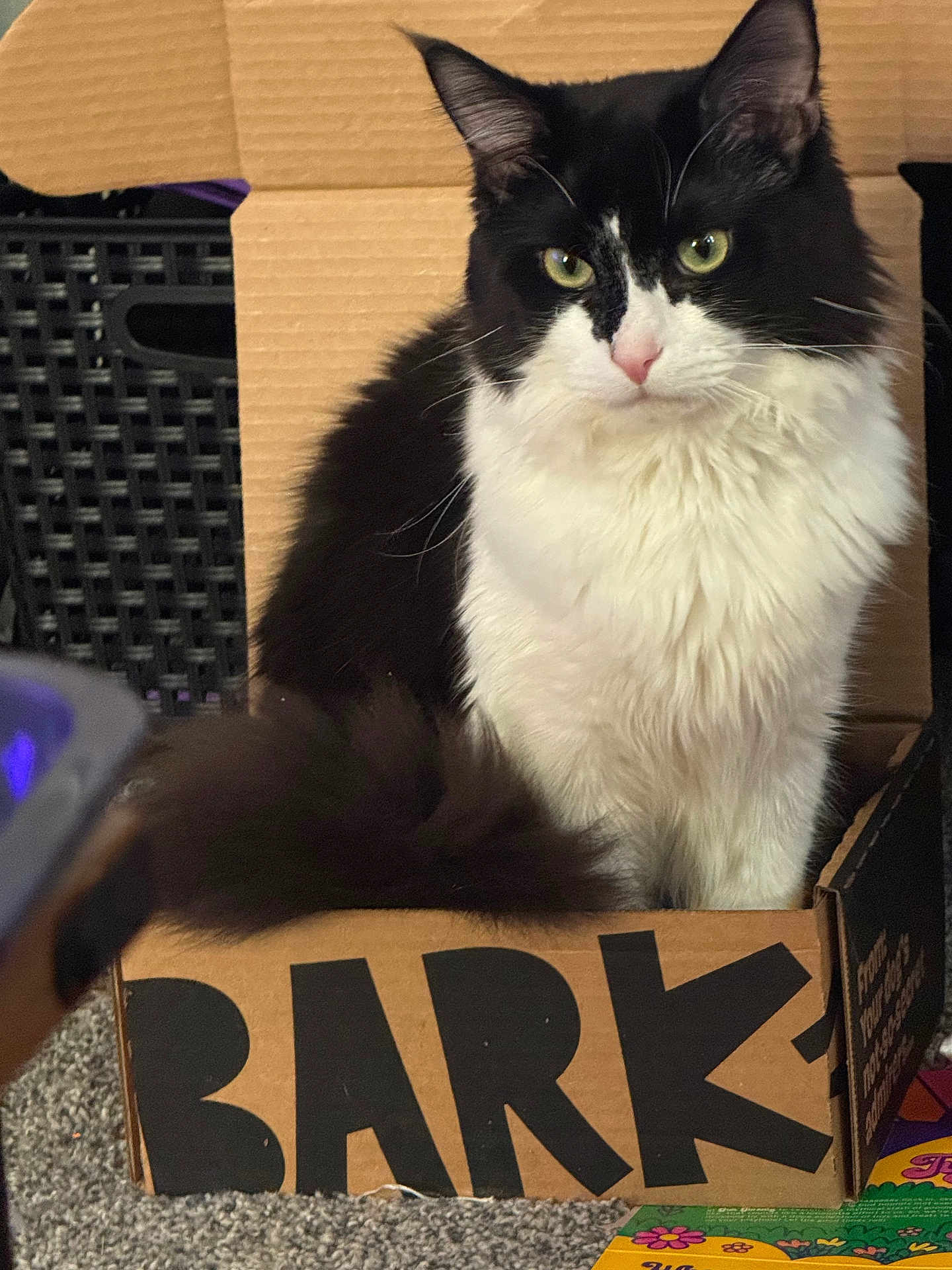 Skeeter joined the competition — help win amazing prizes! cat, black_and_white, fluffy, cardboard_box, indoor, pet, feline, box, sitting, green_eyes, curious, carpet, close_up, whiskers, tail, fur, cute, animal, domestic_cat, relaxed