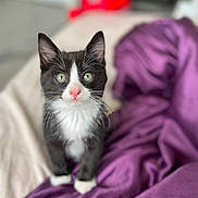 Timal participe au concours pour gagner de l'argent avec cette photo : animal, black_and_white, blanket, cat, cozy, curious, cute, ears, feline, fur, indoor, kitten, pet, pink_nose, purple, small, soft, tuxedo_cat, whiskers, young