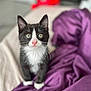 animal, black_and_white, blanket, cat, cozy, curious, cute, ears, feline, fur, indoor, kitten, pet, pink_nose, purple, small, soft, tuxedo_cat, whiskers, young