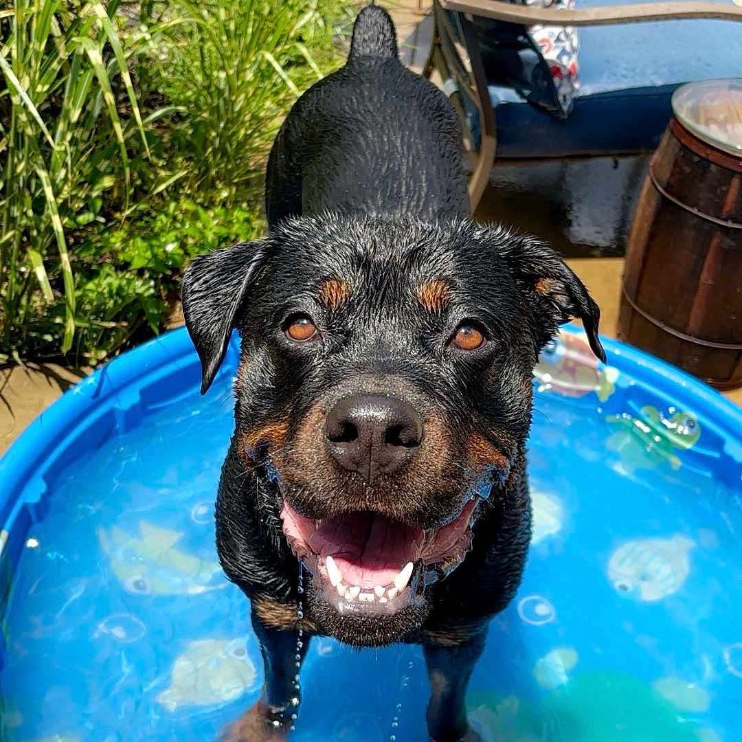 Oakley is registered to the contest to win money with this photo: animal, canine, dog, face, grass, head, jar, person, pet, photography, plant, planter, pool, portrait, pottedplant, pottery, puppy, summer, vase, water
