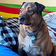 Kalo joined the competition — help win amazing prizes! dog, pet, indoor, collar, chain, tags, blanket, couch, brown_fur, closeup, portrait, animal, furry, ears, snout, eyes, nostrils, fur_texture, resting, calm