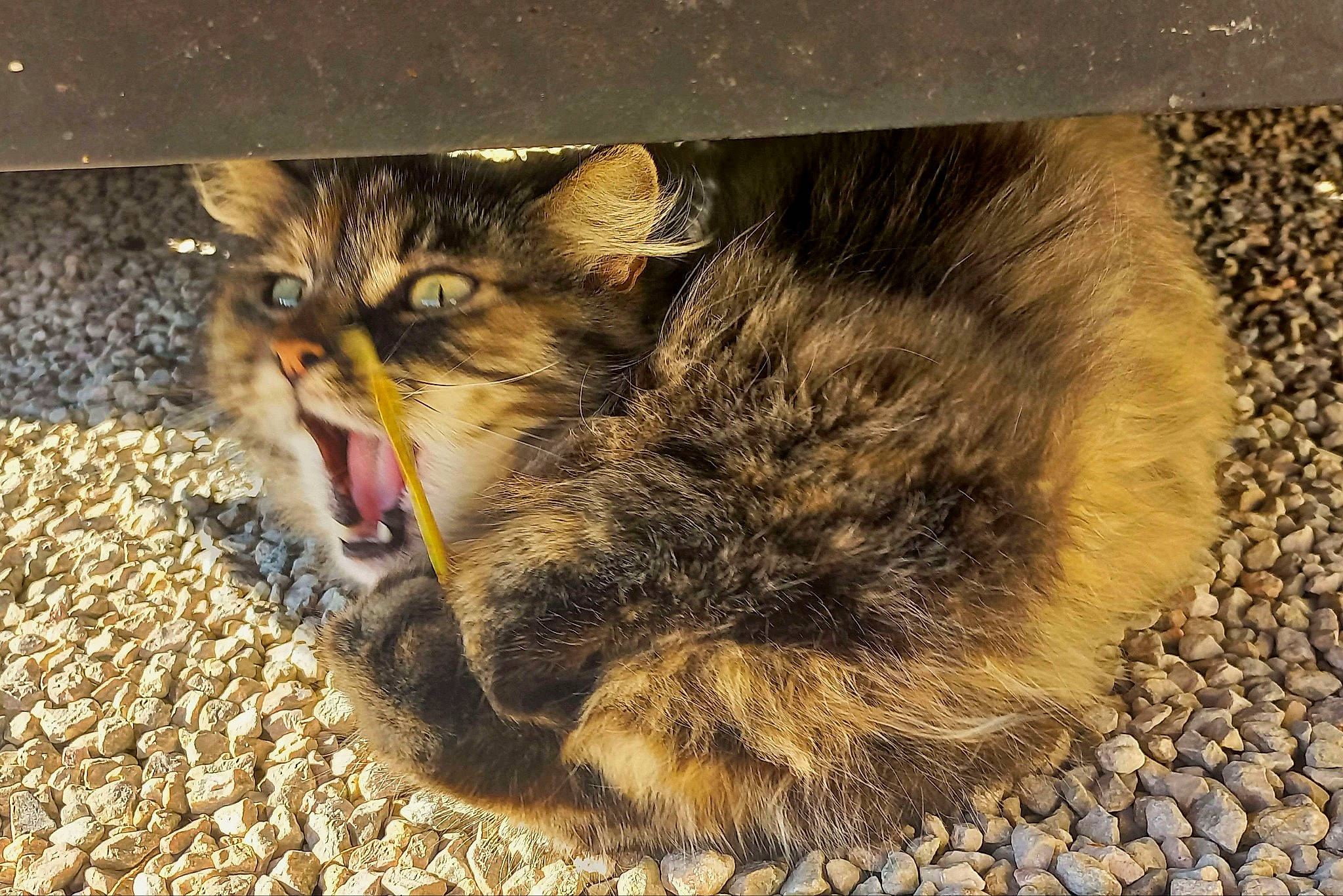 Jean Luc participe au concours pour gagner de l'argent avec cette photo : carnivore, cat, cat_toy, claw, domestic_short_haired_cat, felidae, fur, paw, small_to_medium_sized_cats, soil, tail, terrestrial_animal, whiskers, wildlife