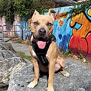 Vicky a rejoint le concours — aidez-le/la à gagner de superbes lots ! animal, canine, collar, daylight, dog, fence, graffiti, happy, leafless_tree, nature, outdoor, park, pavement, pet, rock, sunlight, tongue_out, tree, urban, wall