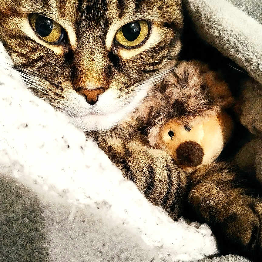 Guiguiwe a rejoint le concours — aidez-le/la à gagner de superbes lots ! animal, blanket, cat, close_up, comfort, cozy, cute, feline, fur, hedgehog_toy, indoor, pet, plush_toy, resting, snuggled, soft_texture, tabby, warm, whiskers, yellow_eyes