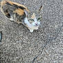 cat, calico, green_eyes, curious, outdoor, concrete, texture, animal, pet, whiskers, ears, small, fur, looking_up, alone, daylight, ground, mammal, nature, closeup