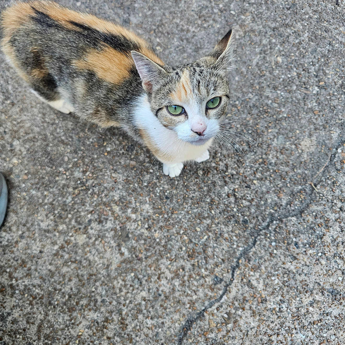 Tiger joined the competition — help win amazing prizes! alone, animal, calico, cat, closeup, concrete, curious, daylight, ears, fur, green_eyes, ground, looking_up, mammal, nature, outdoor, pet, small, texture, whiskers