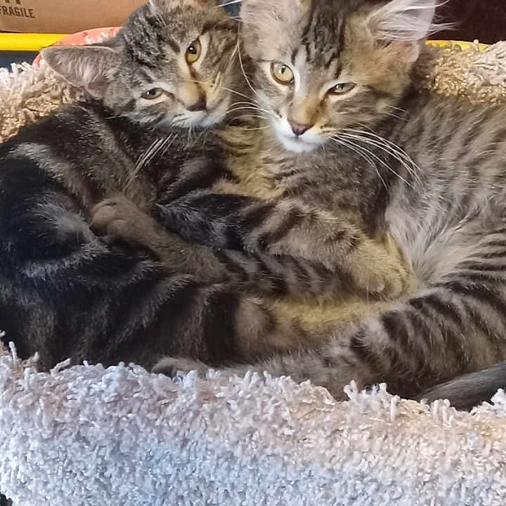 Rambo And Pearl