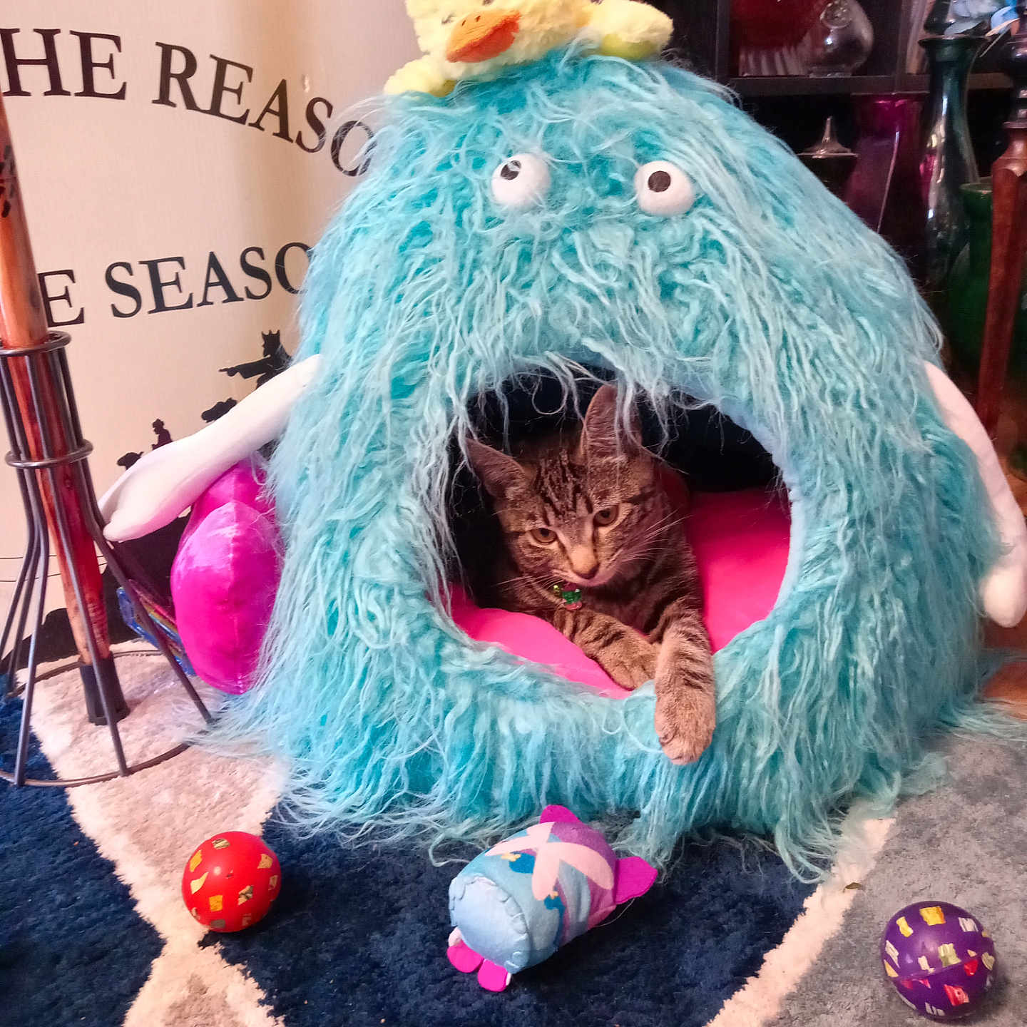 Pearl is registered to the contest to win money with this photo: animal, ball, cat, chair, couch, food, football, furniture, homedecor, indoors, kitten, person, pet, plush, soccer, soccerball, sport, sweets, teddybear, toy