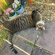 Barry joined the competition — help win amazing prizes! cat, tabby, outdoor, flower_pot, flowers, stone_patio, sunlight, shadow, green_eyes, curious, grass, gravel, plant, pet, animal, relaxing, nature, garden, fur, lying_down