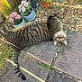 cat, tabby, outdoor, flower_pot, flowers, stone_patio, sunlight, shadow, green_eyes, curious, grass, gravel, plant, pet, animal, relaxing, nature, garden, fur, lying_down