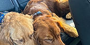 Oakley Enzo joined the competition — help win amazing prizes! dog, golden_retriever, sleeping, car_interior, backseat, sunlight, pet, animal, fur, resting, companion, cozy, leather_seat, domestic_animal, transportation, relaxation, friendship, mammal, cute, napping