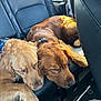 dog, golden_retriever, sleeping, car_interior, backseat, sunlight, pet, animal, fur, resting, companion, cozy, leather_seat, domestic_animal, transportation, relaxation, friendship, mammal, cute, napping