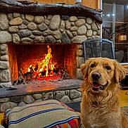 Oakley Enzo joined the competition — help win amazing prizes! dog, golden_retriever, fireplace, fire, stone, wooden_wall, cushion, indoor, pet, smiling, cozy, warm, home, living_room, window, lamp, decor, furniture, happy, animal