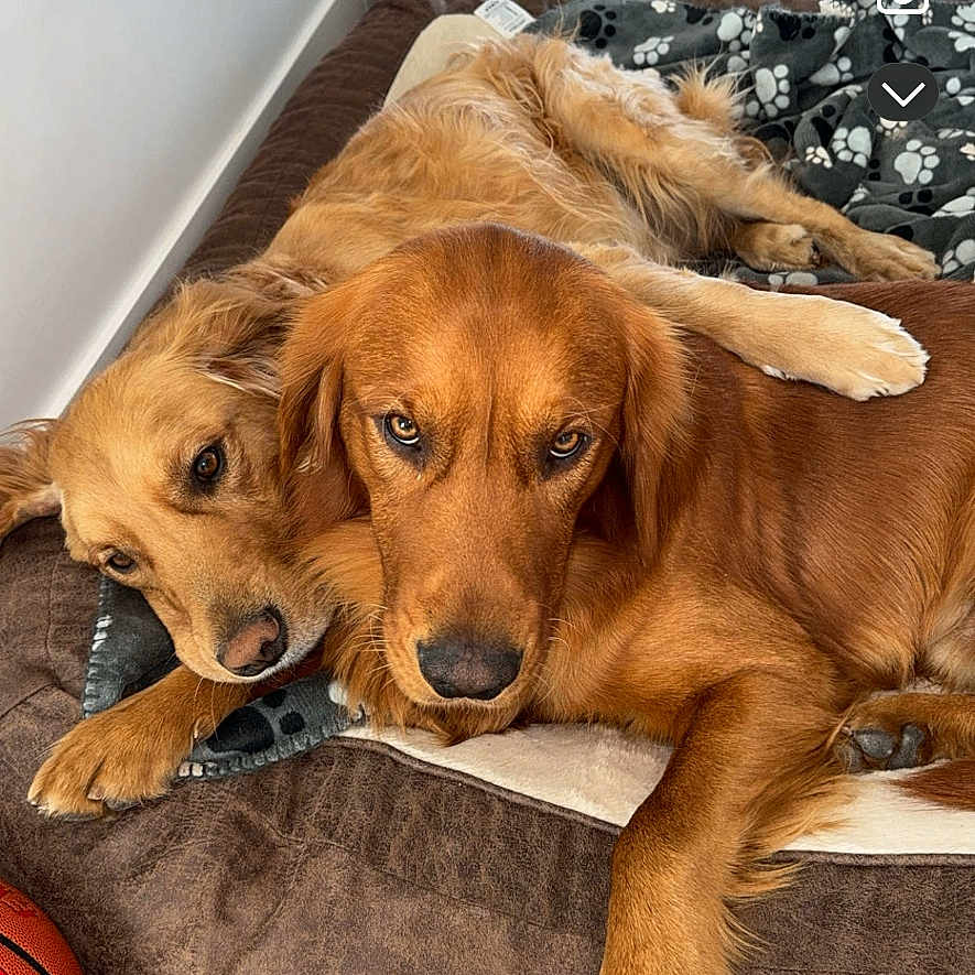 Oakley Enzo joined the competition — help win amazing prizes! animal, basketball, bed, blanket, brown, companion, cozy, cute, dog, floor, fur, golden_retriever, home, indoor, laying, paw, pet, relaxed, resting, snuggling