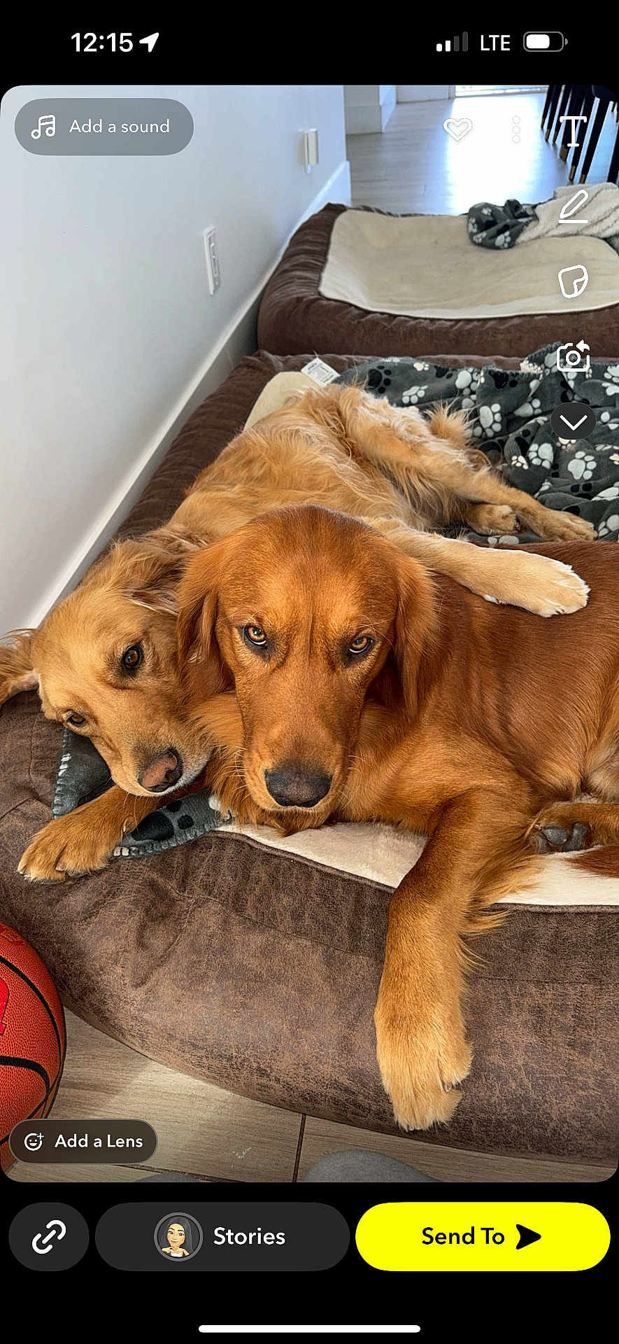 Oakley Enzo joined the competition — help win amazing prizes! dog, golden_retriever, pet, animal, bed, blanket, indoor, snuggling, brown, fur, paw, laying, resting, cozy, floor, basketball, home, cute, companion, relaxed
