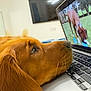 Oakley Enzo is registered to the contest to win money with this photo: dog, golden_retriever, laptop, keyboard, indoor, screen, video, computer, pet, animal, watching, resting, closeup, brown, fur, technology, home, relaxation, focus, domestic