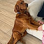 Oakley Enzo is registered to the contest to win money with this photo: dog, golden_retriever, pet, indoor, wooden_floor, couch, human_hand, paw, flooring, furniture, relaxed, brown_fur, collar, domestic_animal, companionship, barefoot, casual_clothing, interaction, home, comfort