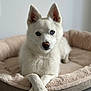 dog, white_dog, blue_eyes, dog_bed, plush_bed, pet, canine, indoor, relaxed, crossed_paws, fur, animal, cute, portrait, laying_down, home, floor, ears_up, focused, pet_bed