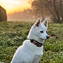 Ola a rejoint le concours — aidez-le/la à gagner de superbes lots ! dog, white_dog, blue_eyes, collar, grass, morning, sunrise, outdoor, nature, field, pet, animal, fur, sitting, side_view, serene, dawn, canine, portrait, quiet
