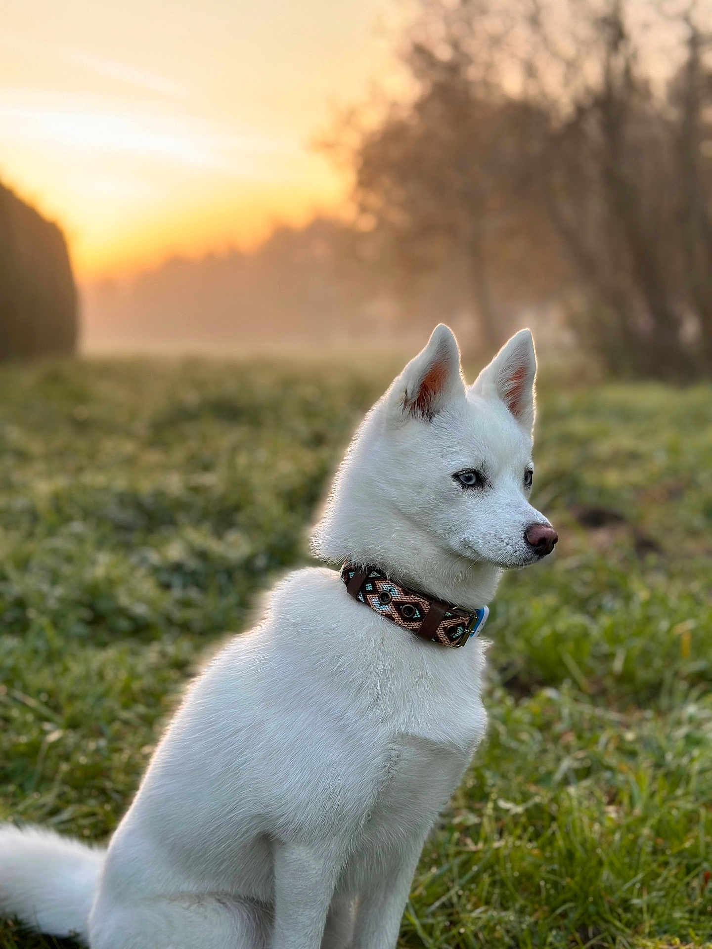 Ola a rejoint le concours — aidez-le/la à gagner de superbes lots ! dog, white_dog, blue_eyes, collar, grass, morning, sunrise, outdoor, nature, field, pet, animal, fur, sitting, side_view, serene, dawn, canine, portrait, quiet