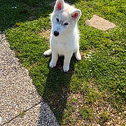 Arlo participe au concours pour gagner de l'argent avec cette photo : dog, puppy, white_dog, white_fur, grass, lawn, sitting, stone_path, gravel, stepping_stone, shadow, sunlight, ears, nose, eyes, paws, backyard, garden, shoe, cute