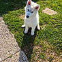 dog, puppy, white_dog, white_fur, grass, lawn, sitting, stone_path, gravel, stepping_stone, shadow, sunlight, ears, nose, eyes, paws, backyard, garden, shoe, cute