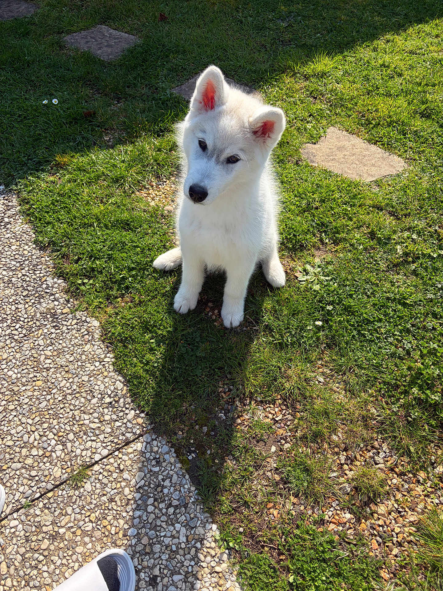 Arlo participe au concours pour gagner de l'argent avec cette photo : dog, puppy, white_dog, white_fur, grass, lawn, sitting, stone_path, gravel, stepping_stone, shadow, sunlight, ears, nose, eyes, paws, backyard, garden, shoe, cute