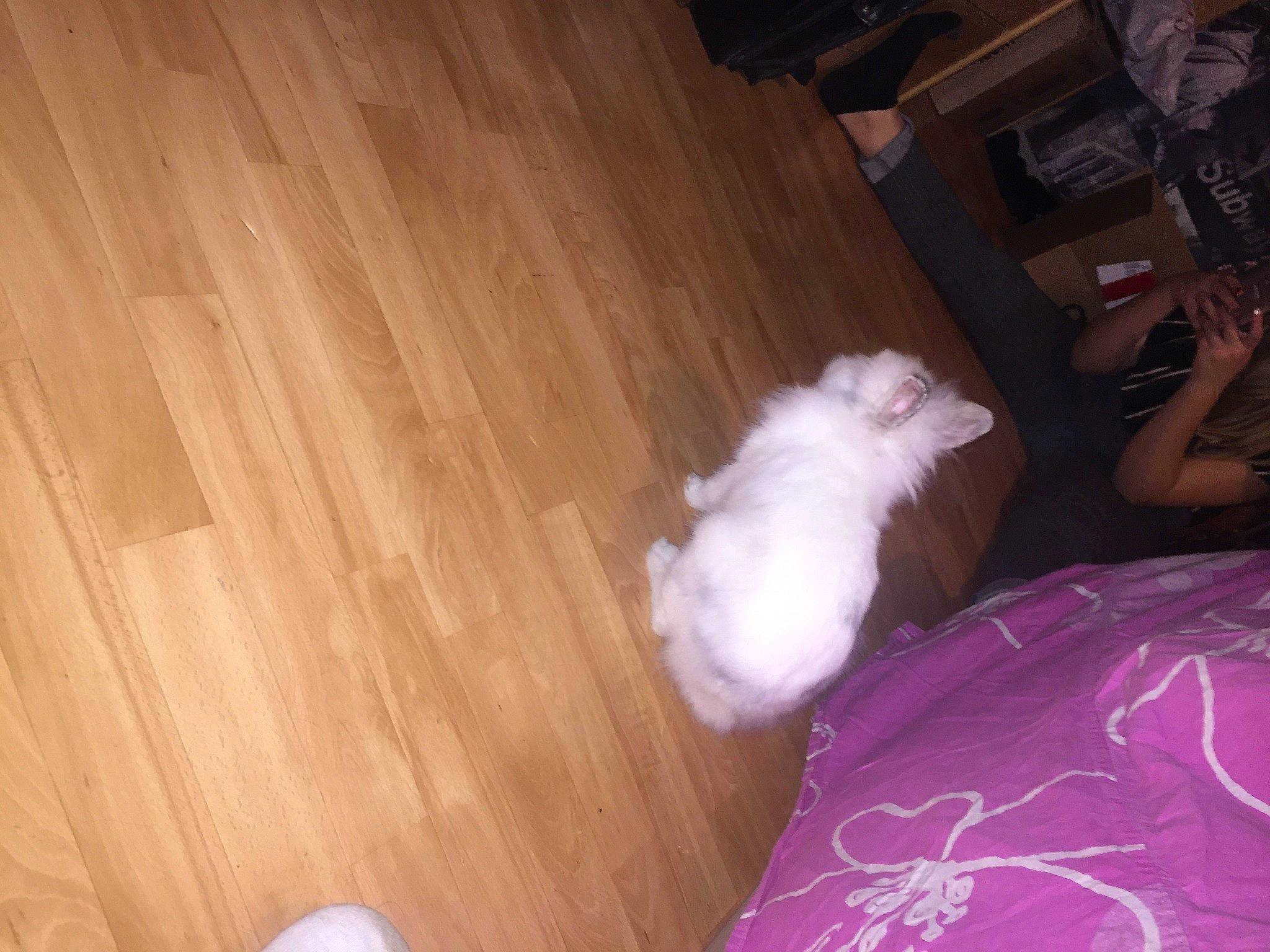 Benis a rejoint le concours — aidez-le/la à gagner de superbes lots ! bichon, canidae, carnivore, cat, companion_dog, fawn, felidae, floor, flooring, hardwood, laminate_flooring, maltese, room, small_to_medium_sized_cats, wood